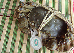 苏州阳澄湖大闸蟹-母蟹